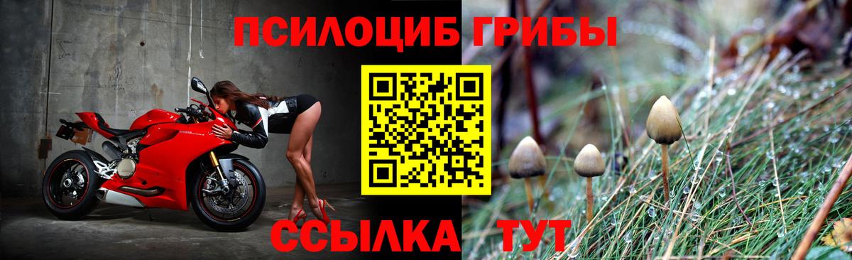 наркота  Вход с VPN  Ейск  Псилоцибиновые грибы Magic Shrooms  Псилоцибиновые грибы Cubensis 