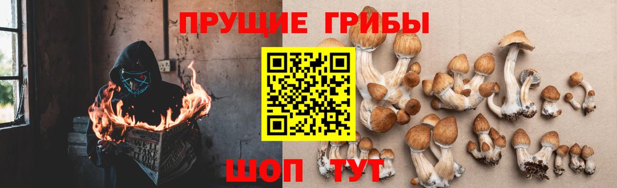 Псилоцибиновые грибы Psilocybine cubensis  Ейск  Галлюциногенные грибы Magic Shrooms 